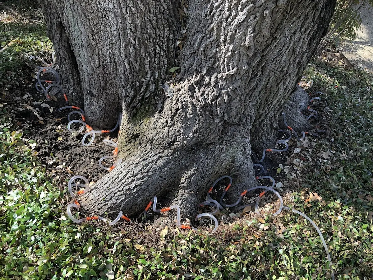 Detailed Tree Cabling and Bracing job site in Lena